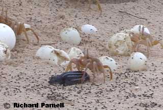 Crab with Hatchling