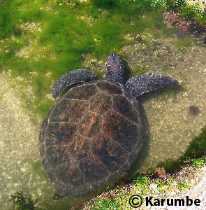 Green Turtle
