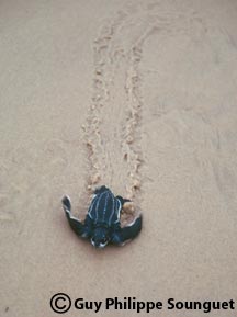 Leatherback Hatchling