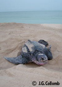 Nesting Leatherback at Pongara