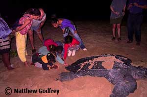 Nesting Leatherback with Tourists