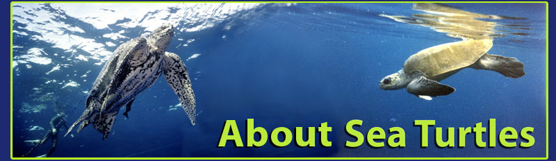 Gabon's Sea Turtles