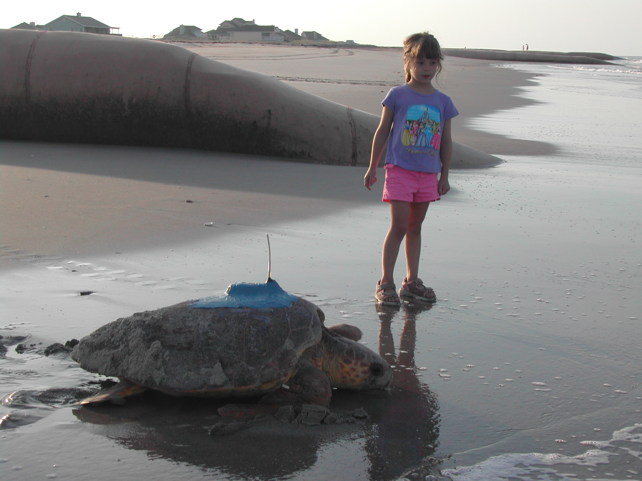 Loggerhead turtle equipped with a satellite transmitter on a North Carolina beach