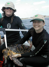 SEATURTLE.ORG hats