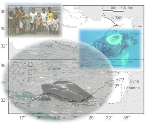 collage