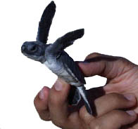 hatchling