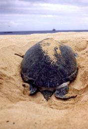 Nesting Green Turtle