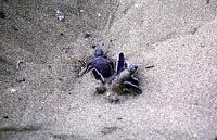green hatchlings