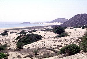 golden beach