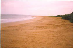 tracks